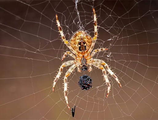 Dedetização de Aranhas em Itatiba