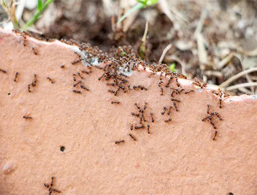 Dedetização de Formigas em Arujá