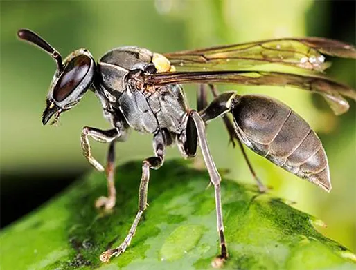 Dedetização de Marimbondos em Santana de Parnaíba