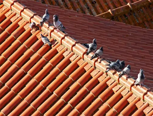 Dedetização de Pombos em São Bernardo do Campo